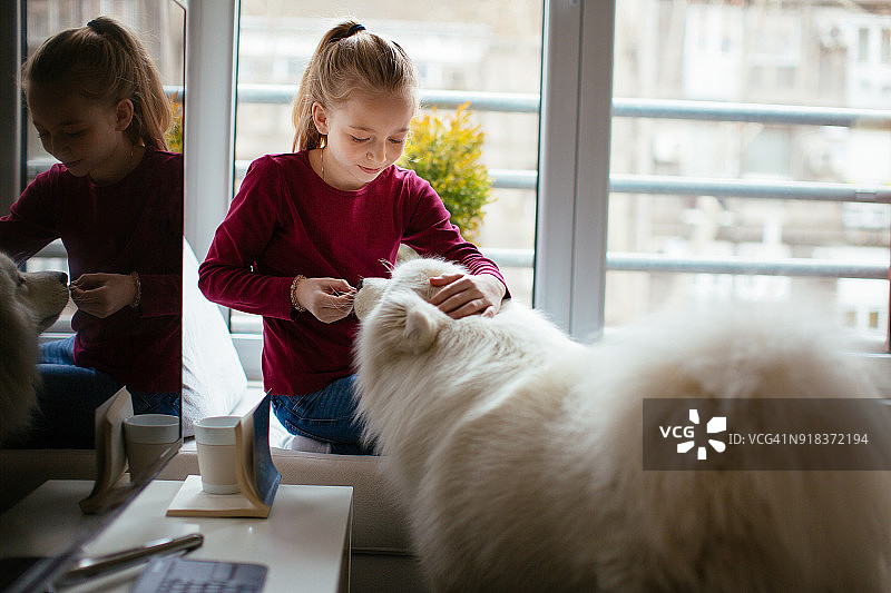 在家和萨摩耶犬依偎的美丽女孩图片素材