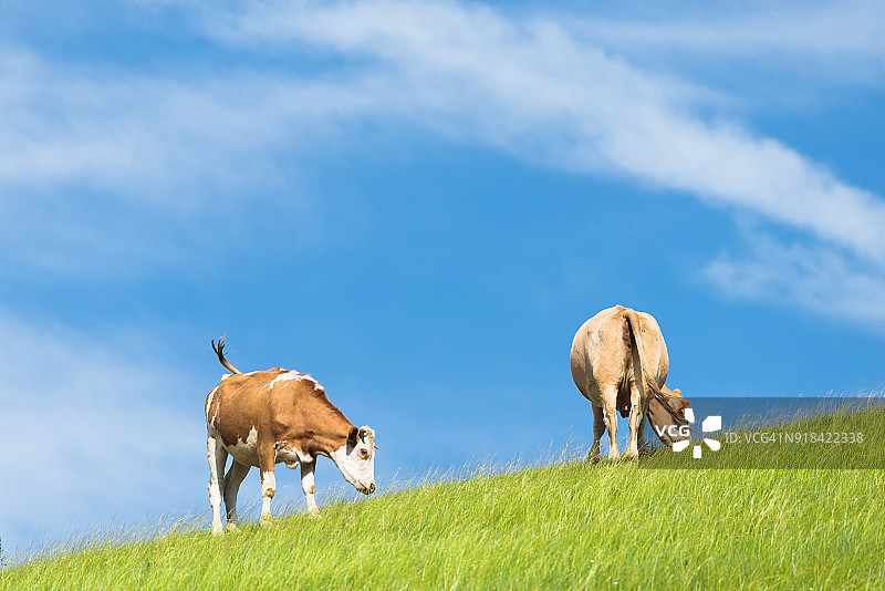 草地上的奶牛图片素材