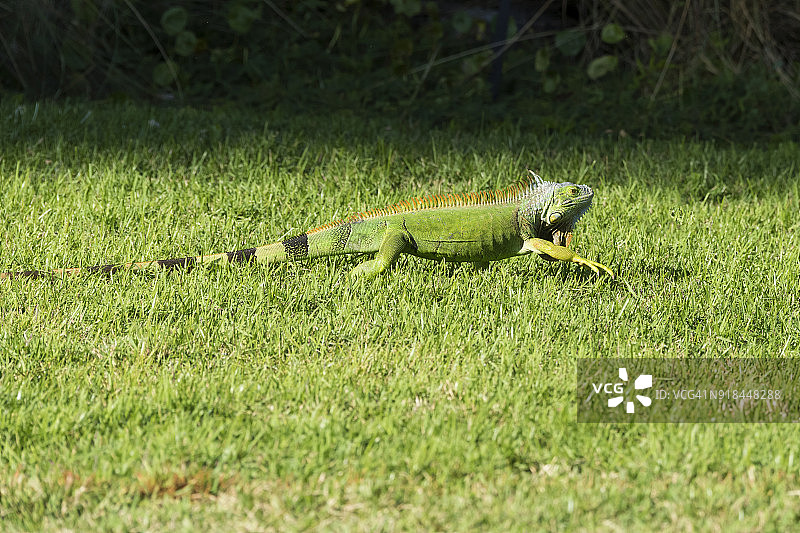 绿鬣蜥（Iguana iguana）图片素材