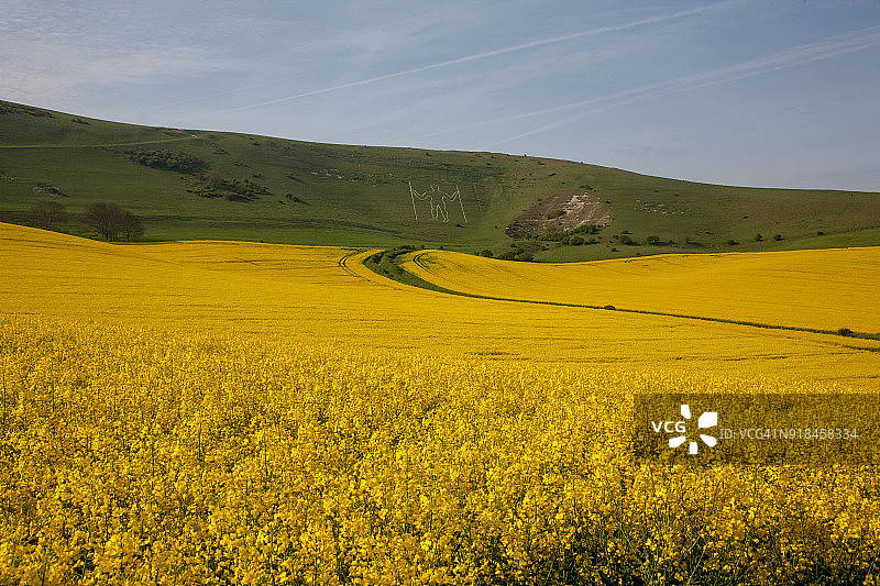 远处有威明顿长人的油菜籽田图片素材