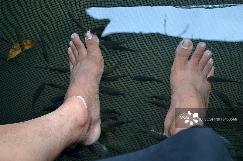 盖拉富拉鱼图片素材