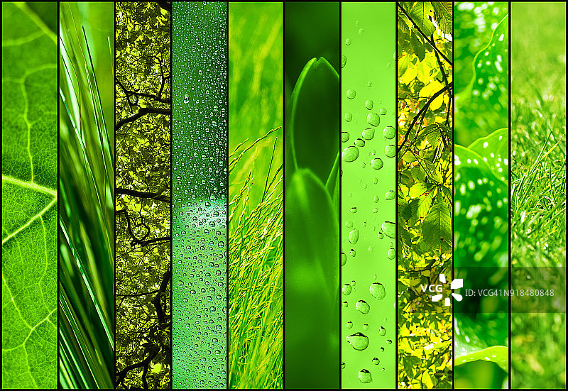 绿色自然拼贴图片素材