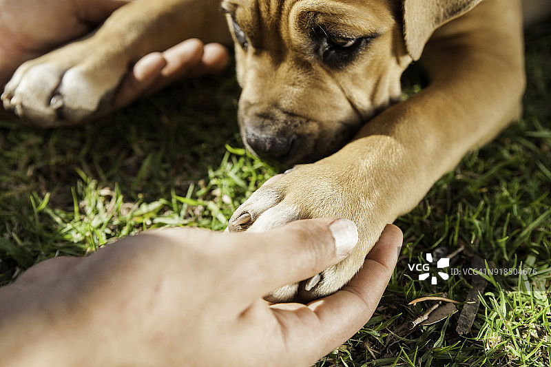 年轻男人在公园里握着小狗的爪子图片素材