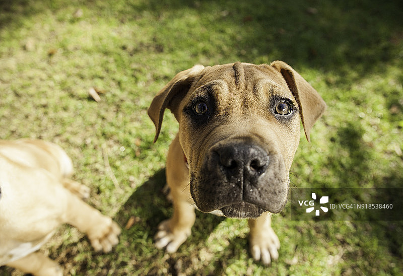 公园里的南非獒幼犬肖像图片素材