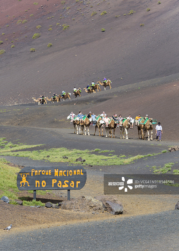 西班牙加那利群岛兰萨罗特岛蒂曼法亚国家公园的游客骆驼队图片素材