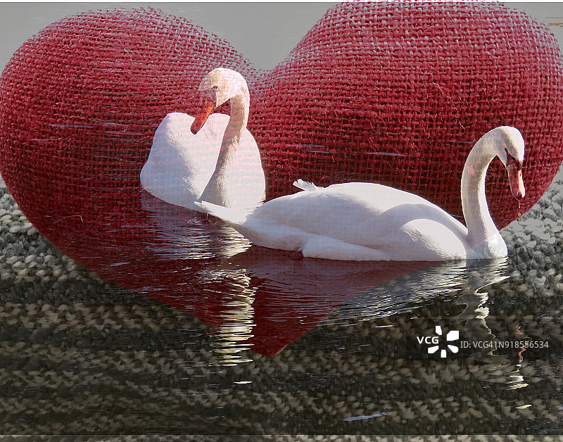 浪漫的天鹅图片素材