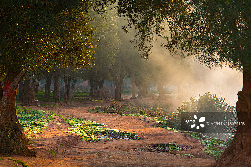 摩洛哥奥祖德瀑布附近的漂亮绿色森林图片素材