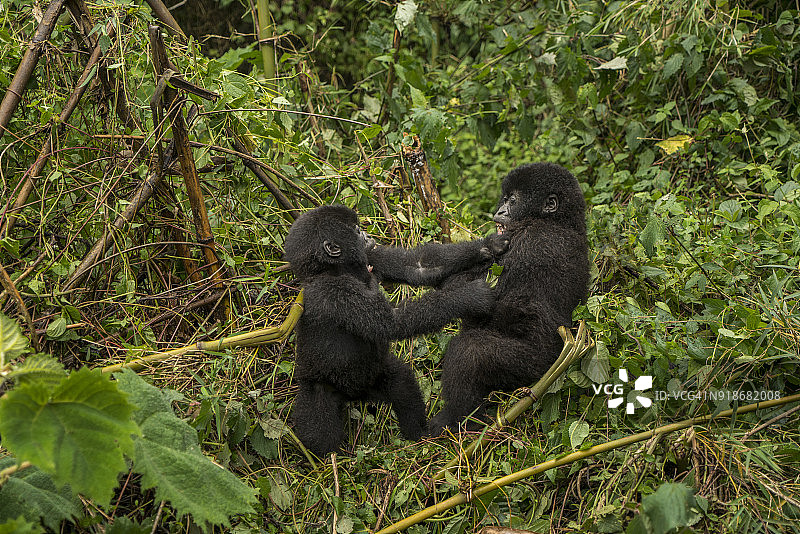 两只幼年山地大猩猩在森林中打斗图片素材