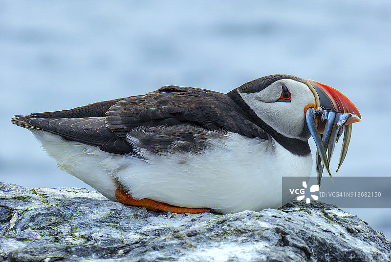 英国法恩群岛斯泰普尔岛上，嘴里叼满鱼的大西洋海鹦栖息在岩石上图片素材