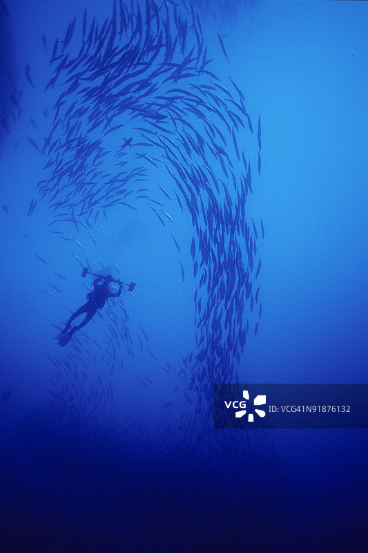 潜水员在梭鱼群中游泳图片素材