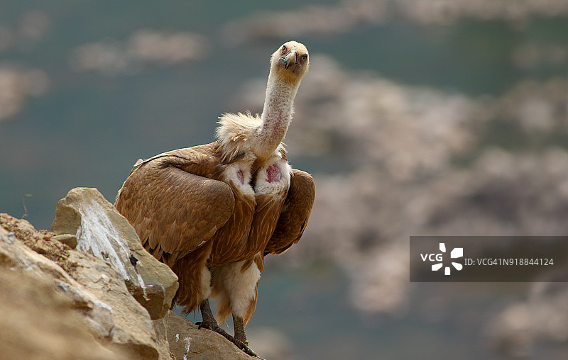 兀鹫秃鹰图片素材