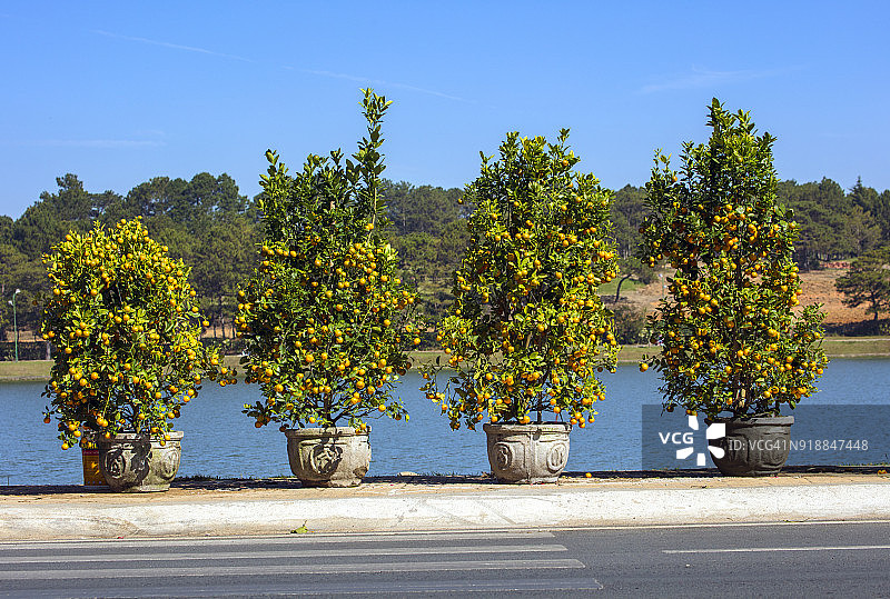 越南春节期间街头售卖的金桔树图片素材