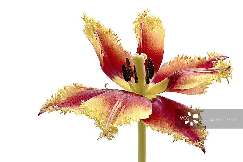 单支流苏橙红色郁金香特写图片素材