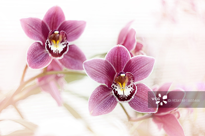 白色背景下的粉色 Cymbidium 兰花高调图像图片素材