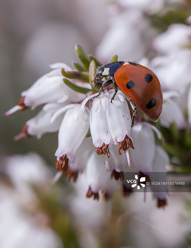 花朵上的瓢虫图片素材