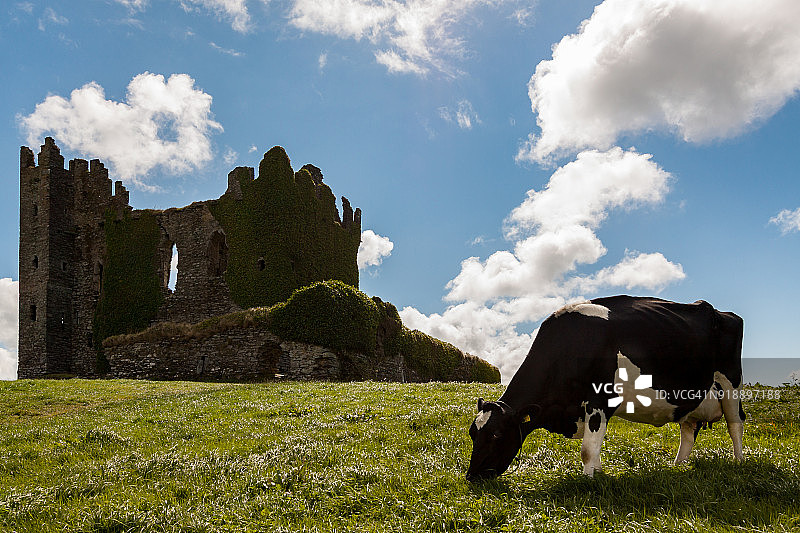 在古老城堡遗址前的牧场上吃草的散养牛图片素材