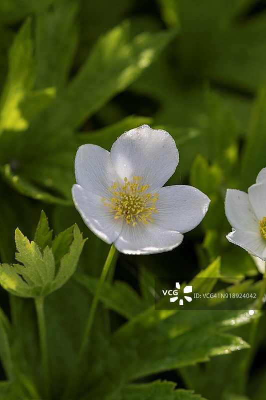 小白银莲花图片素材