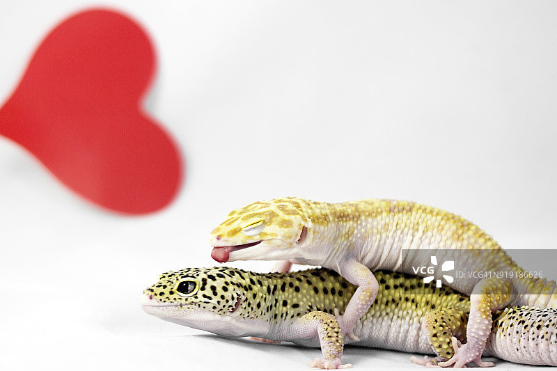 动物之爱图片素材