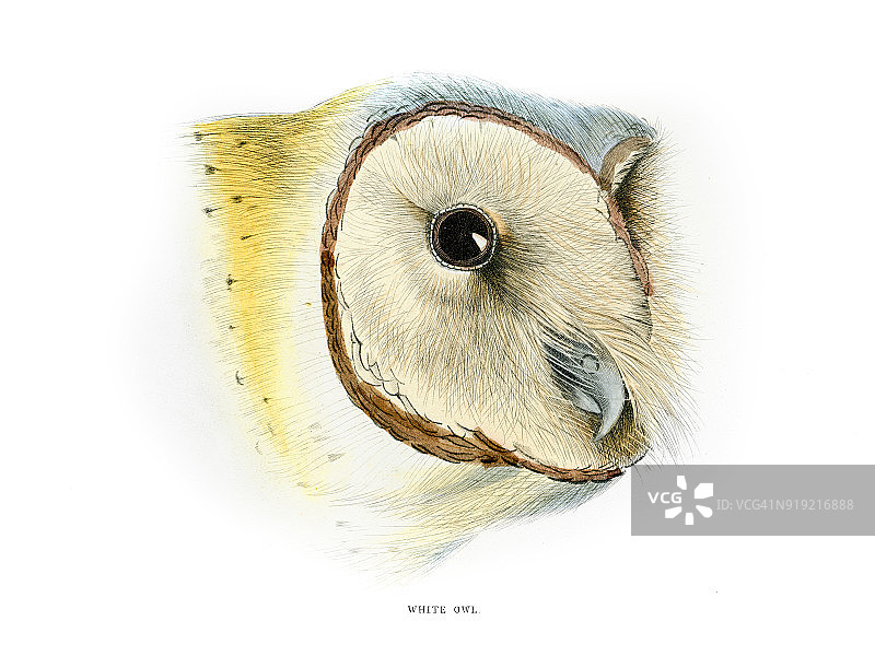 白色猫头鹰图片素材