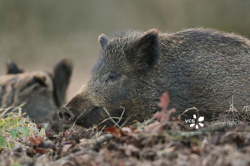 日落时分，一头令人惊叹的野猪（Sus scrofa）在森林里觅食的头部照片。图片素材