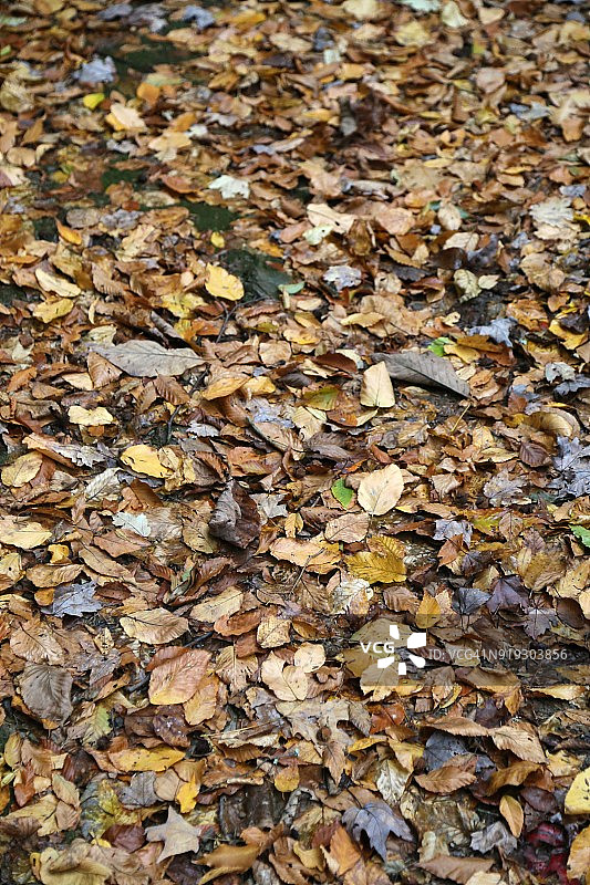 地面上潮湿秋叶的完整画面图片素材