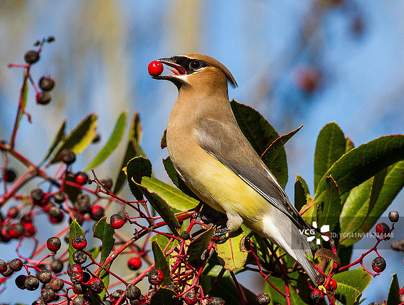 雪松连雀图片素材