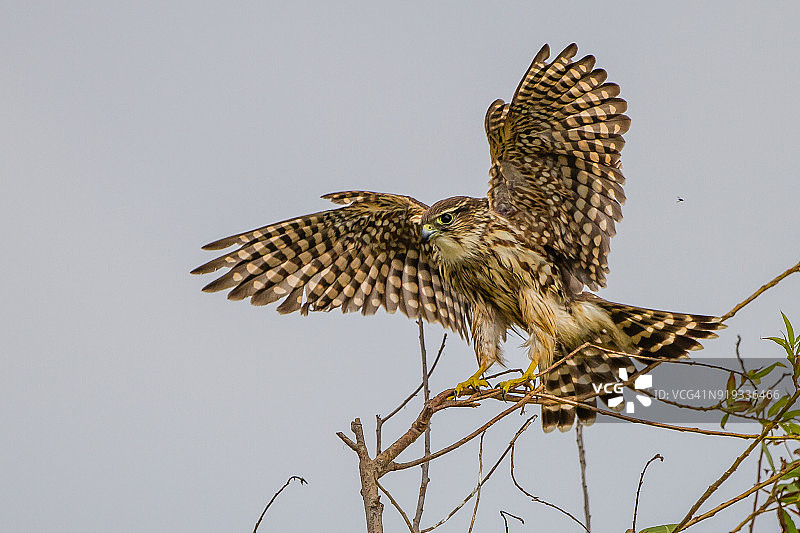 灰背隼图片素材