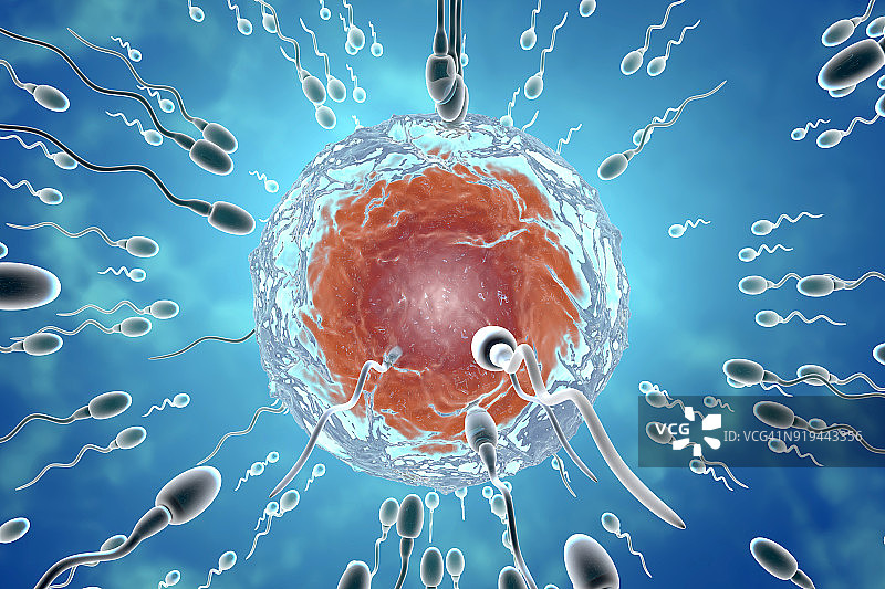 授精，3D渲染图片素材