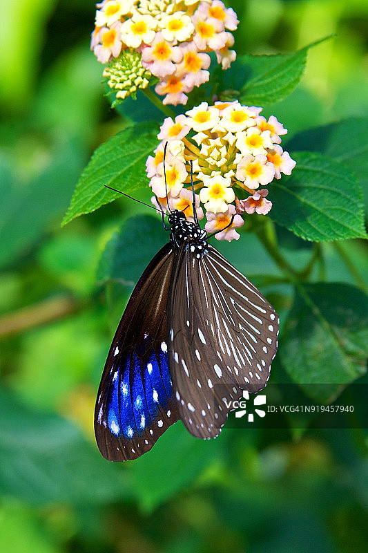 条纹蓝乌鸦图片素材