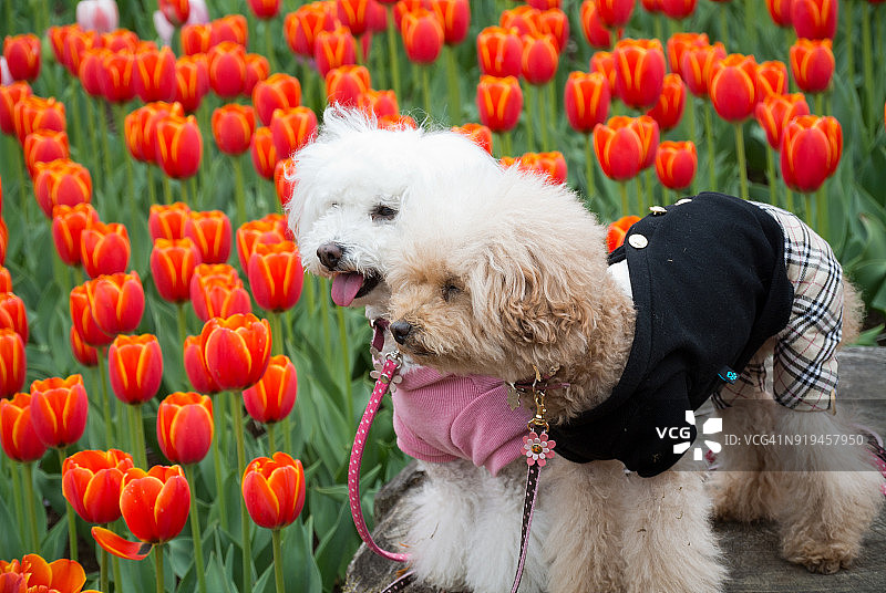 小狗和郁金香图片素材