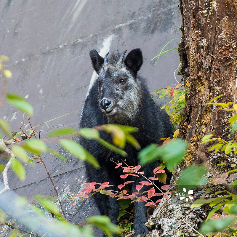 日本鬣羚图片素材