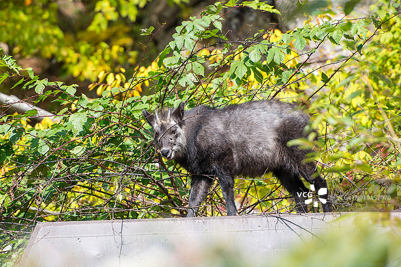 日本鬣羚图片素材