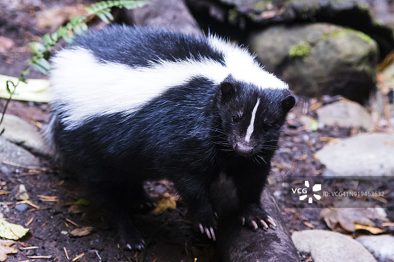 条纹臭鼬图片素材