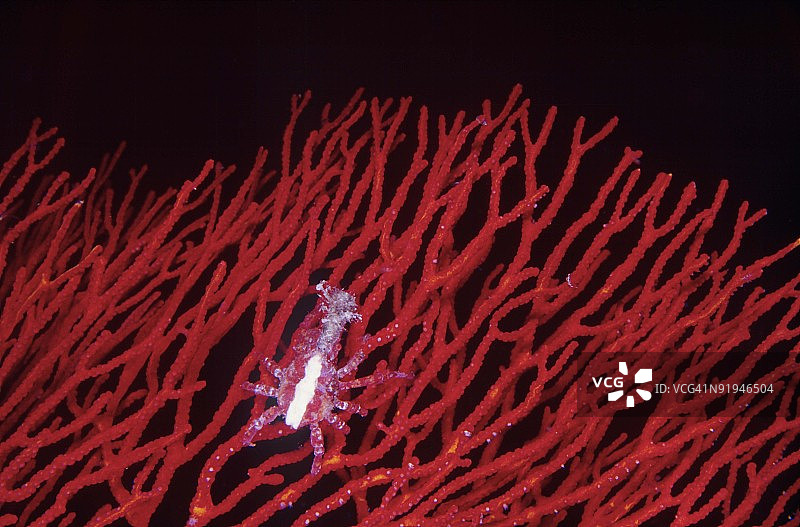 红珊瑚上的白色软珊瑚蟹，帕劳，密克罗尼西亚图片素材