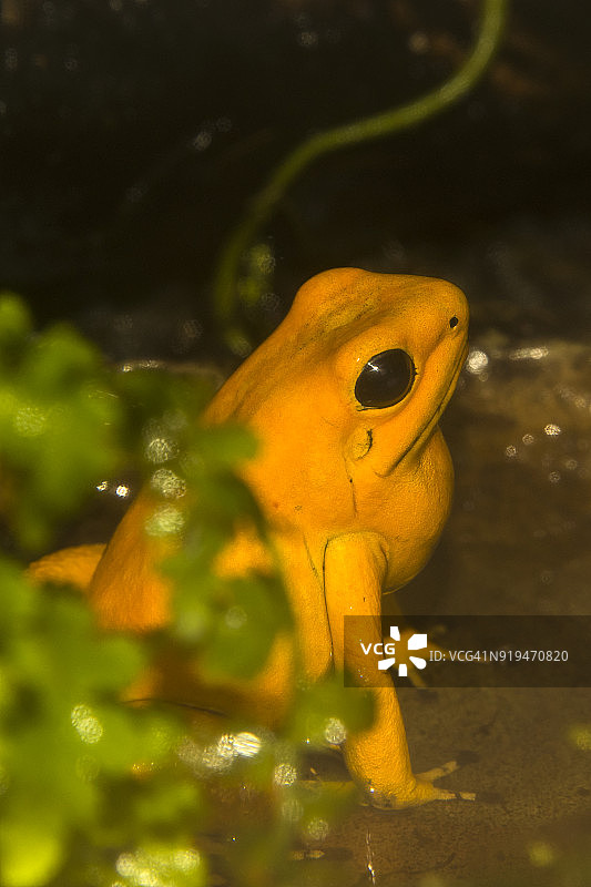 金色箭毒蛙图片素材