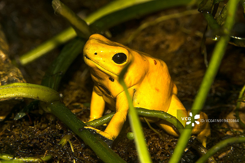 金色箭毒蛙图片素材