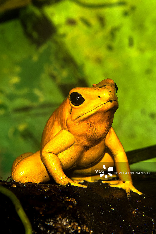 金色箭毒蛙图片素材