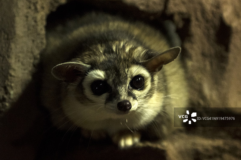 长尾浣熊图片素材