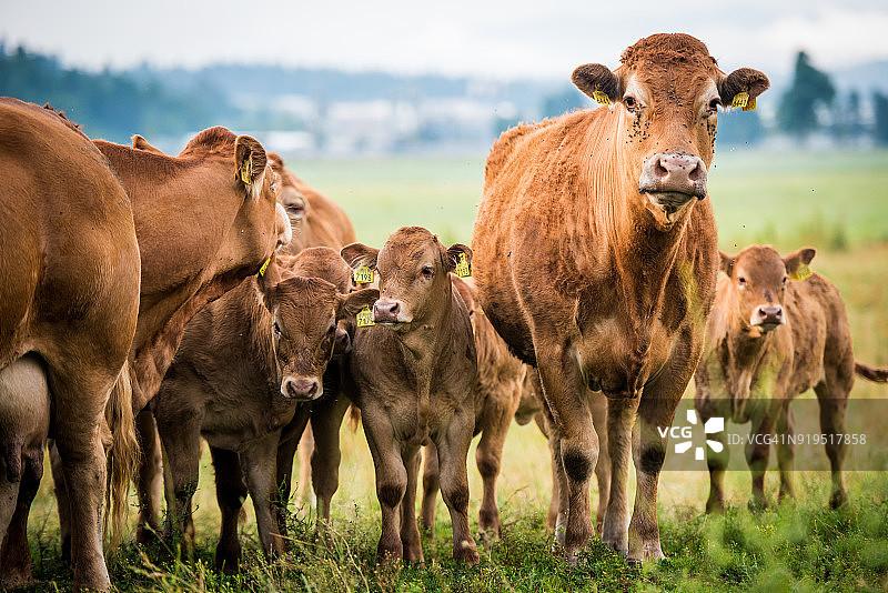 草地景观上的一群奶牛图片素材