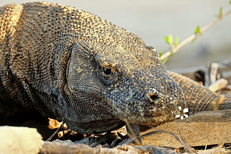 我们最近了解到它们是有毒的图片素材