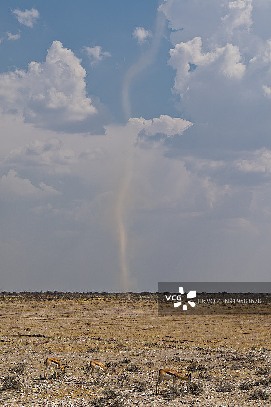 纳米比亚埃托沙国家公园的三只跳羚和沙尘暴图片素材