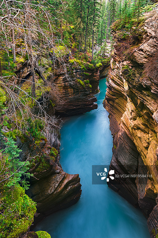 贾斯珀国家公园的阿萨巴斯卡瀑布，加拿大艾伯塔省图片素材