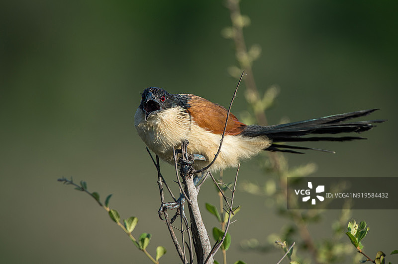 布氏鸦鹃，南非克鲁格国家公园图片素材