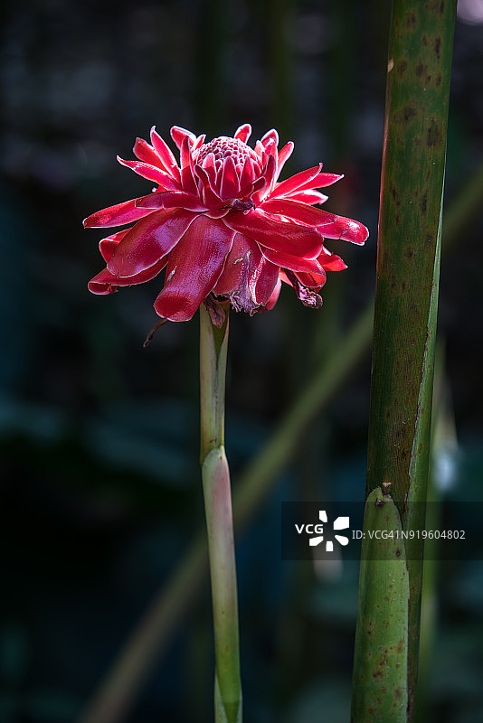 火炬姜图片素材