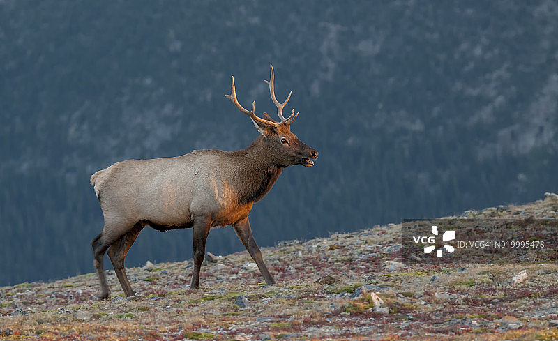 落基山麋鹿图片素材