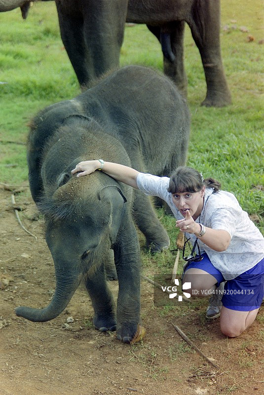 九十年代：年轻女子与小象，斯里兰卡图片素材