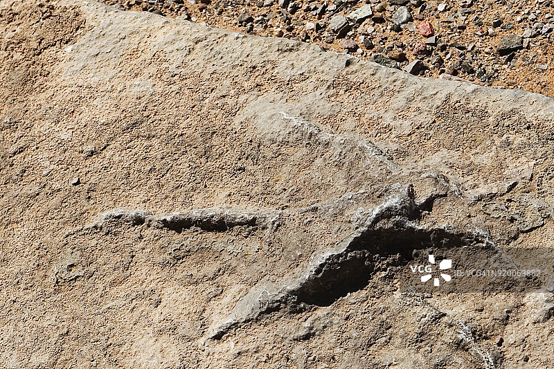 小型恐龙化石足迹图片素材