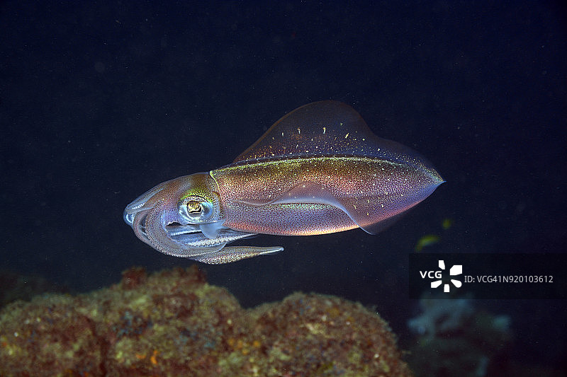 加勒比海礁鱿鱼图片素材