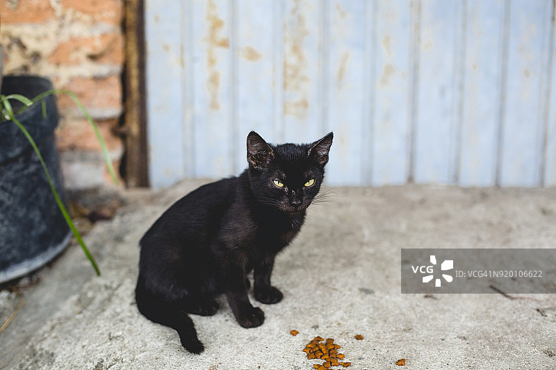 在墨西哥布塞里亚斯街头的未驯养的黑色小猫图片素材