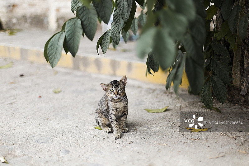 墨西哥布塞里亚斯街头的野生小猫图片素材